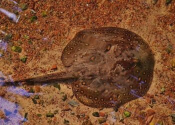 I pesci possono eseguire semplici calcoli, lo afferma una ricerca