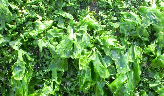 Coltivazione delle alghe, l'acqua residua come fertilizzante