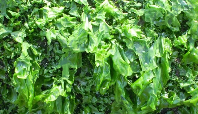 Coltivazione delle alghe, l'acqua residua come fertilizzante