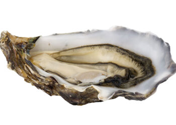 5 maggio: Giornata Internazionale delle Ostriche