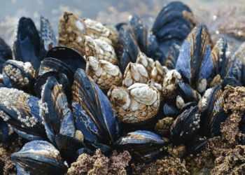 Come le cozze rimangono saldamente attaccate alla rocce sott'acqua?