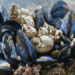Come le cozze rimangono saldamente attaccate alla rocce sott'acqua?
