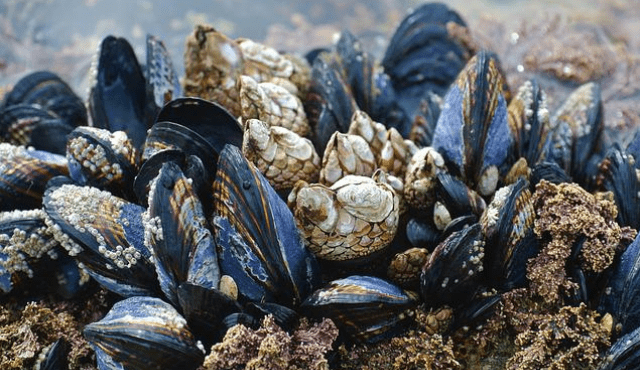 Come le cozze rimangono saldamente attaccate alla rocce sott'acqua?