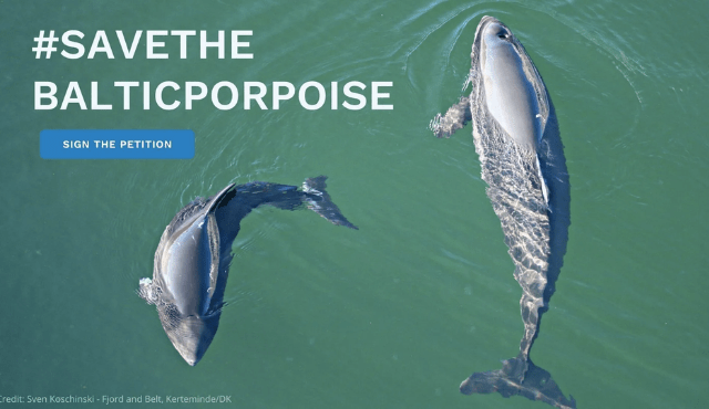 Lanciata la nuova petizione per salvare la focena del Baltico