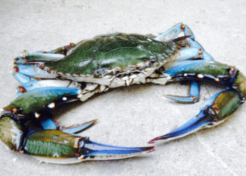 UE, Conte: Commissione europea apre a pesca granchio blu nell'Adriatico