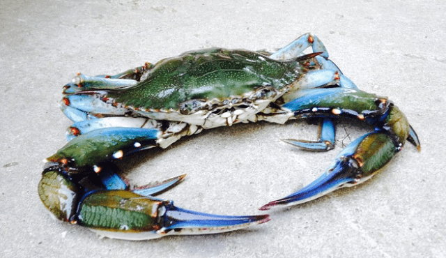 UE, Conte: Commissione europea apre a pesca granchio blu nell'Adriatico