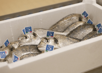 Aqua De Mâ: al via il corso di formazione sull'acquacoltura off-shore per il personale Finiper