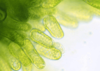 Le microalghe, avanguardia del futuro