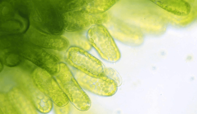 Le microalghe, avanguardia del futuro