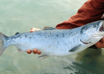 Allevamenti di salmone e la sfida nel ridurre mortalità e antibiotici