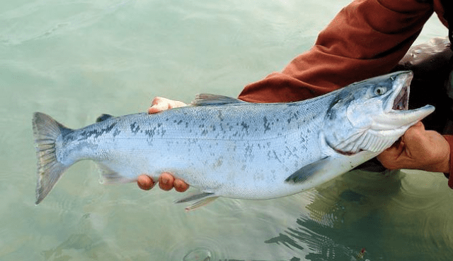 Allevamenti di salmone e la sfida nel ridurre mortalità e antibiotici