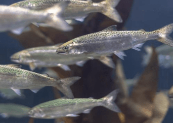 Pidocchi di mare nel salmone analizzati con l'intelligenza artificiale