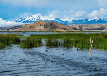 Perù e Bolivia aprono un laboratorio di allevamento ittico per pesci in via d'estinzione