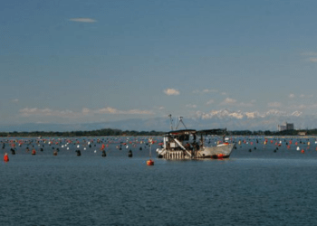 Nuovo rapporto EUMOFA sull'acquacoltura biologica in UE