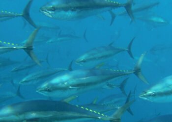 L'EFCA coordina l'UE per monitorare la stagione di pesca del tonno rosso