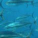 L'EFCA coordina l'UE per monitorare la stagione di pesca del tonno rosso