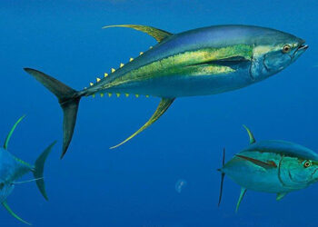 L'ISSF sollecita un'azione per ridurre le catture di tonno