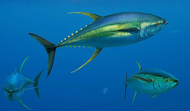 L'ISSF sollecita un'azione per ridurre le catture di tonno