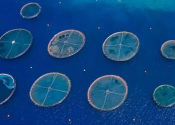 Nuovi requisiti ASC per contrastare frodi ed etichettatura errata