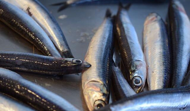 Il Perù inizierà la prima stagione di pesca delle acciughe nella zona centro-settentrionale