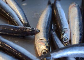 Il Perù inizierà la prima stagione di pesca delle acciughe nella zona centro-settentrionale