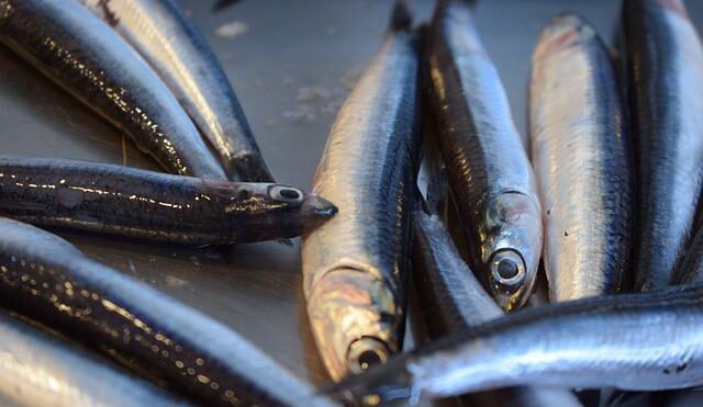 Il Perù inizierà la prima stagione di pesca delle acciughe nella zona centro-settentrionale