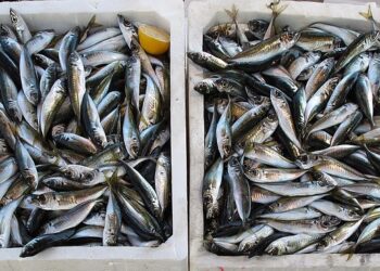 'Ndrangheta: Coldiretti, da pesce a dolci business da 24,5 mld