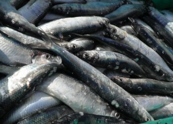 Alaska, grande successo per la pesca dell'aringa