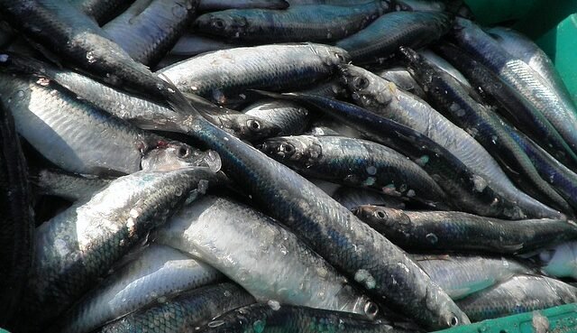 Alaska, grande successo per la pesca dell'aringa