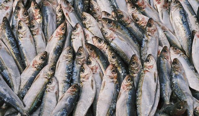 Pesca dell'aringa dell'Atlantico, assegnati 11 milioni di USD