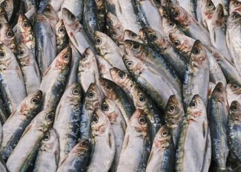 Pesca dell'aringa dell'Atlantico, assegnati 11 milioni di USD