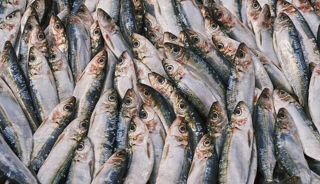 Pesca dell'aringa dell'Atlantico, assegnati 11 milioni di USD