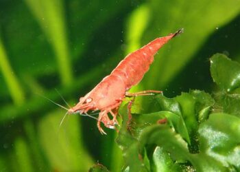 Gamberi d'allevamento, lo studio che supporta la farina di krill nei mangimi