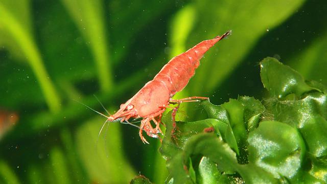 Gamberi d'allevamento, lo studio che supporta la farina di krill nei mangimi