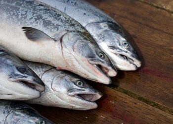 Esportazioni di prodotti ittici in Scozia alla base della ripresa