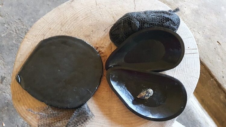 Nuova vita agli scarti della mitilicoltura: MEDSEA, Università e Nieddittas al lavoro sull'eco-design