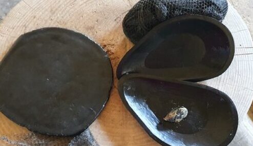 Nuova vita agli scarti della mitilicoltura: MEDSEA, Università e Nieddittas al lavoro sull'eco-design