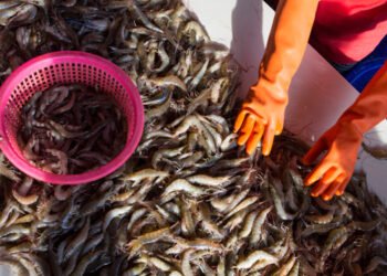 7 Paesi esportano 2,6 milioni di tonnellate di gamberi