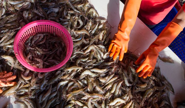 7 Paesi esportano 2,6 milioni di tonnellate di gamberi
