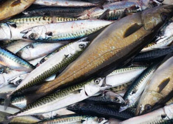 Chiesta all'UE un'azione forte contro Norvegia e Isole Faroe 