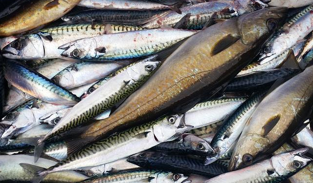 Chiesta all'UE un'azione forte contro Norvegia e Isole Faroe 