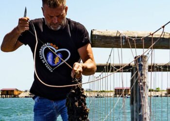 Cozza di Scardovari: iniziata la commercializzazione della DOP