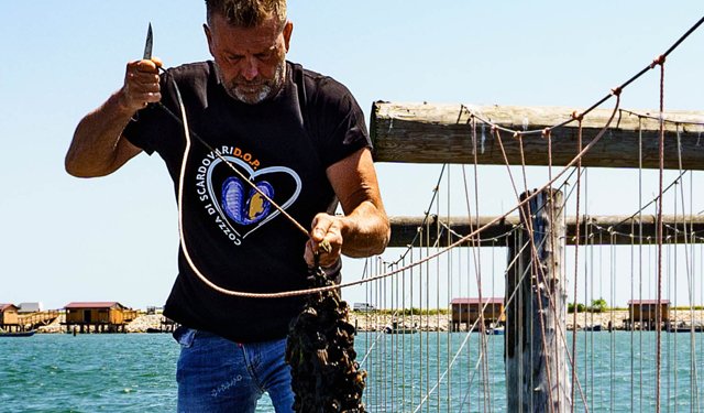 Cozza di Scardovari: iniziata la commercializzazione della DOP