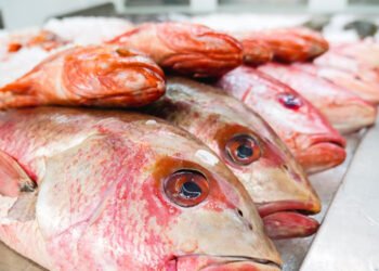 FAO: crescita dell'1,5% della produzione mondiale di pesca e acquacoltura