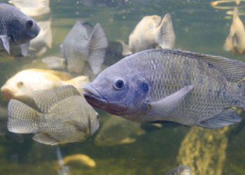 Il progetto SUREFISH e le nuove ricerche sulla tilapia nel Mediterraneo