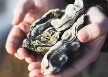 Ostricoltura, l'Università della Georgia aiuta il mercato in crescita