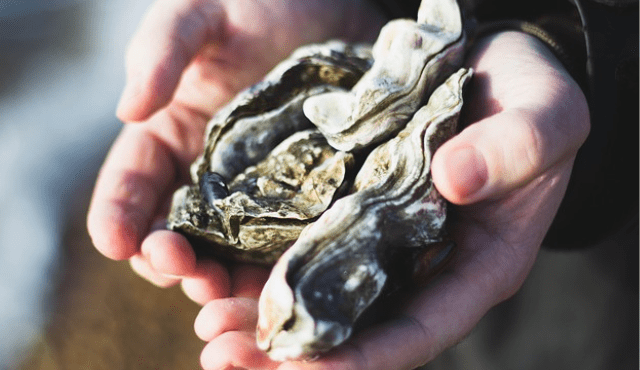 Ostricoltura, l'Università della Georgia aiuta il mercato in crescita