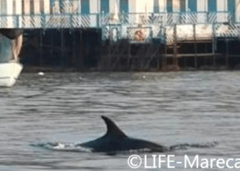 Meeting internazionale sull'interazione pesca-cetacei per la Giornata Mondiale degli Oceani