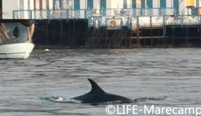 Meeting internazionale sull'interazione pesca-cetacei per la Giornata Mondiale degli Oceani