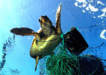 Ghost Fishing, un nuovo progetto per combattere la pesca fantasma